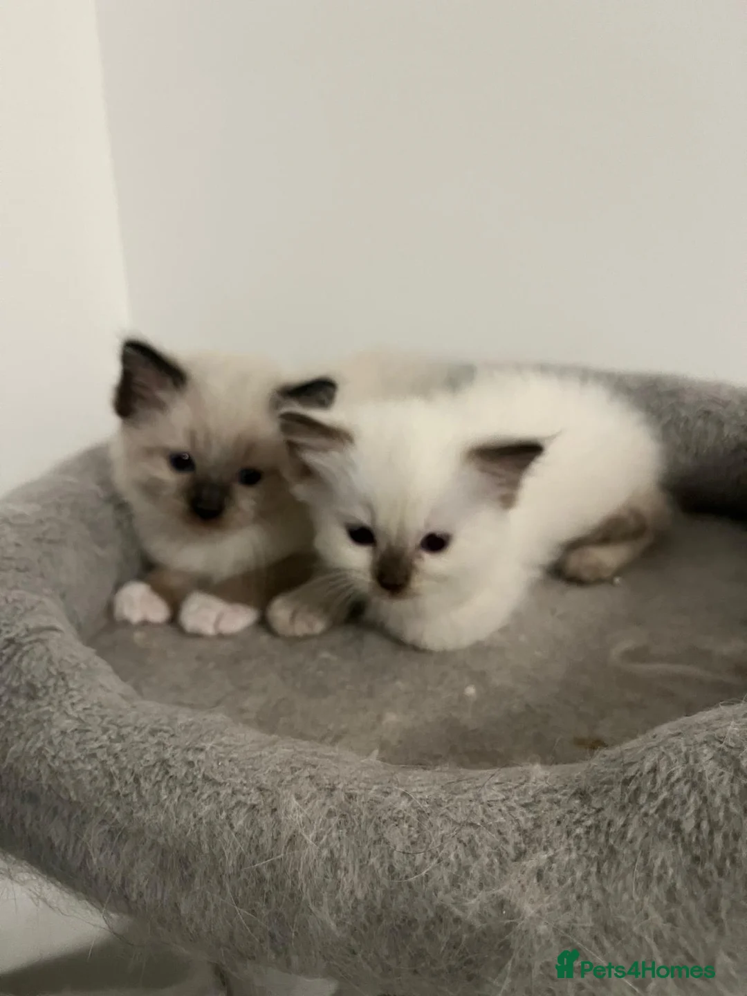 Ragdoll cats for sale: Ragdoll pure breed kittens  - Advert 1