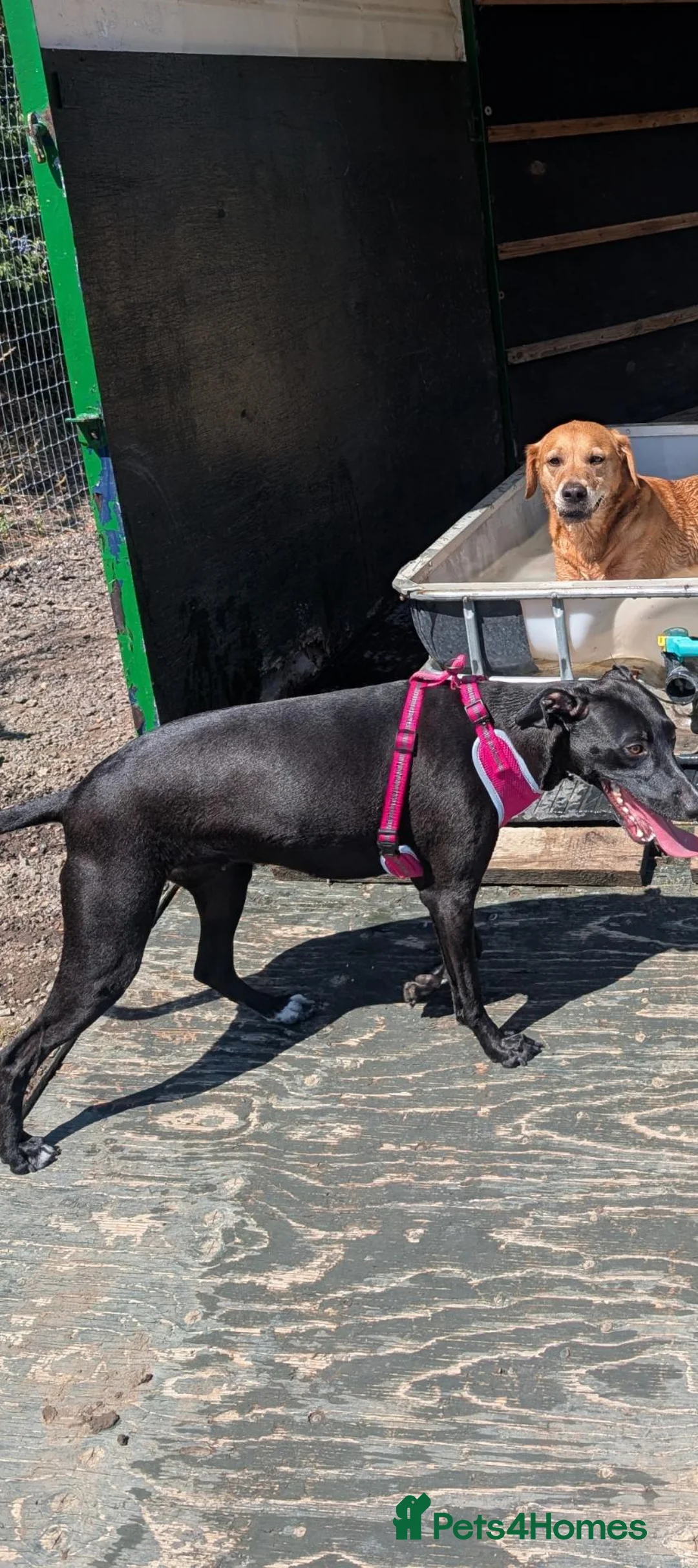 Mixed Breed dogs for sale: Dalmatian x collie girl Maggie for rehoming in Haverhill - Advert 2
