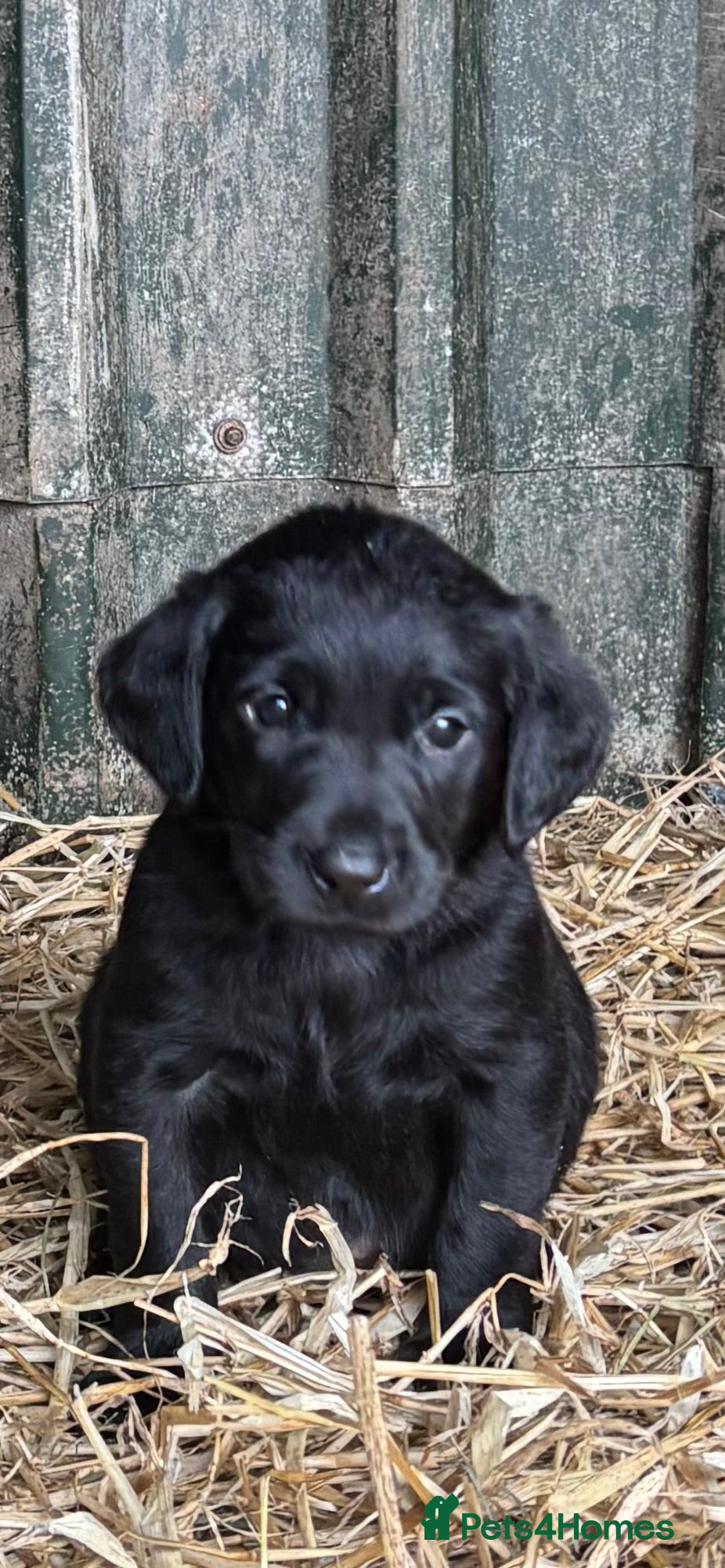 Labrador Retriever dogs Gorgeous chunky Labrador Puppies - Advert 1