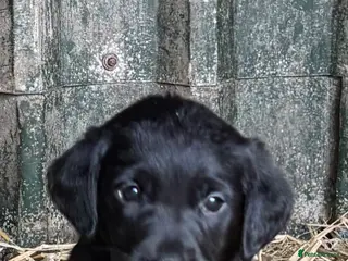 Labrador Retriever dogs Gorgeous chunky Labrador Puppies - Advert 1