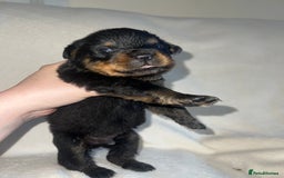 Rottweiler dogs for sale: Stunning Rottweiler puppies  - Image 1
