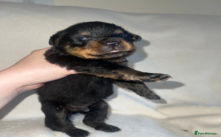 Rottweiler dogs - Advert 1
