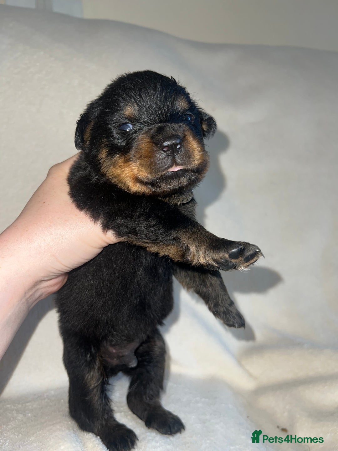 Rottweiler dogs for sale: Stunning Rottweiler puppies  - Image 1