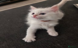 Ragdoll cats for sale: 2 LEFT - 5 pedigree Ragdolls for sale - Image 5