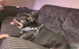 French Bulldog dogs for sale: Rehoming!!!!  - Image 3