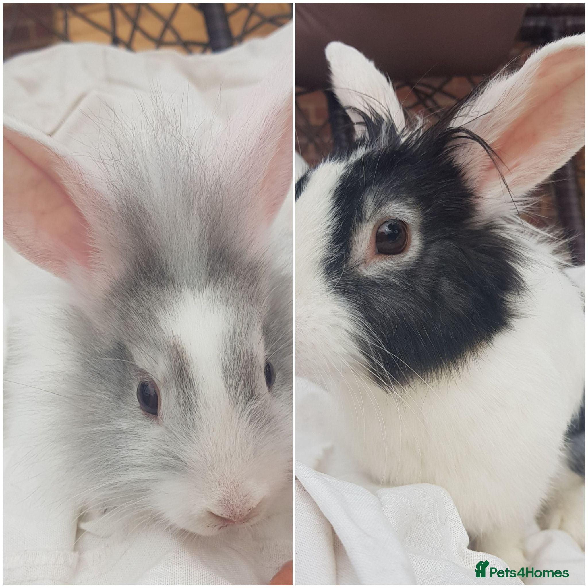 Mixed Breed rabbits Miley and sabrina - Advert 3