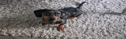 Dachshund dogs for stud: Gucci in Middlesbrough - Advert 2