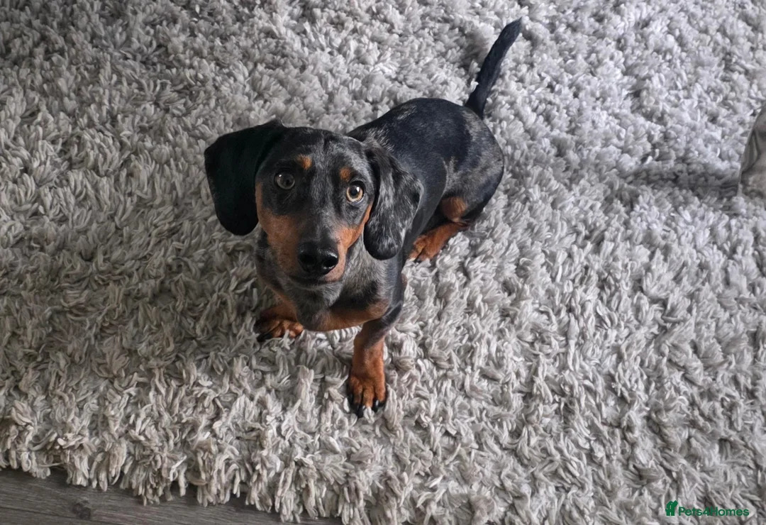 Dachshund dogs for stud: Gucci in Middlesbrough - Advert 2