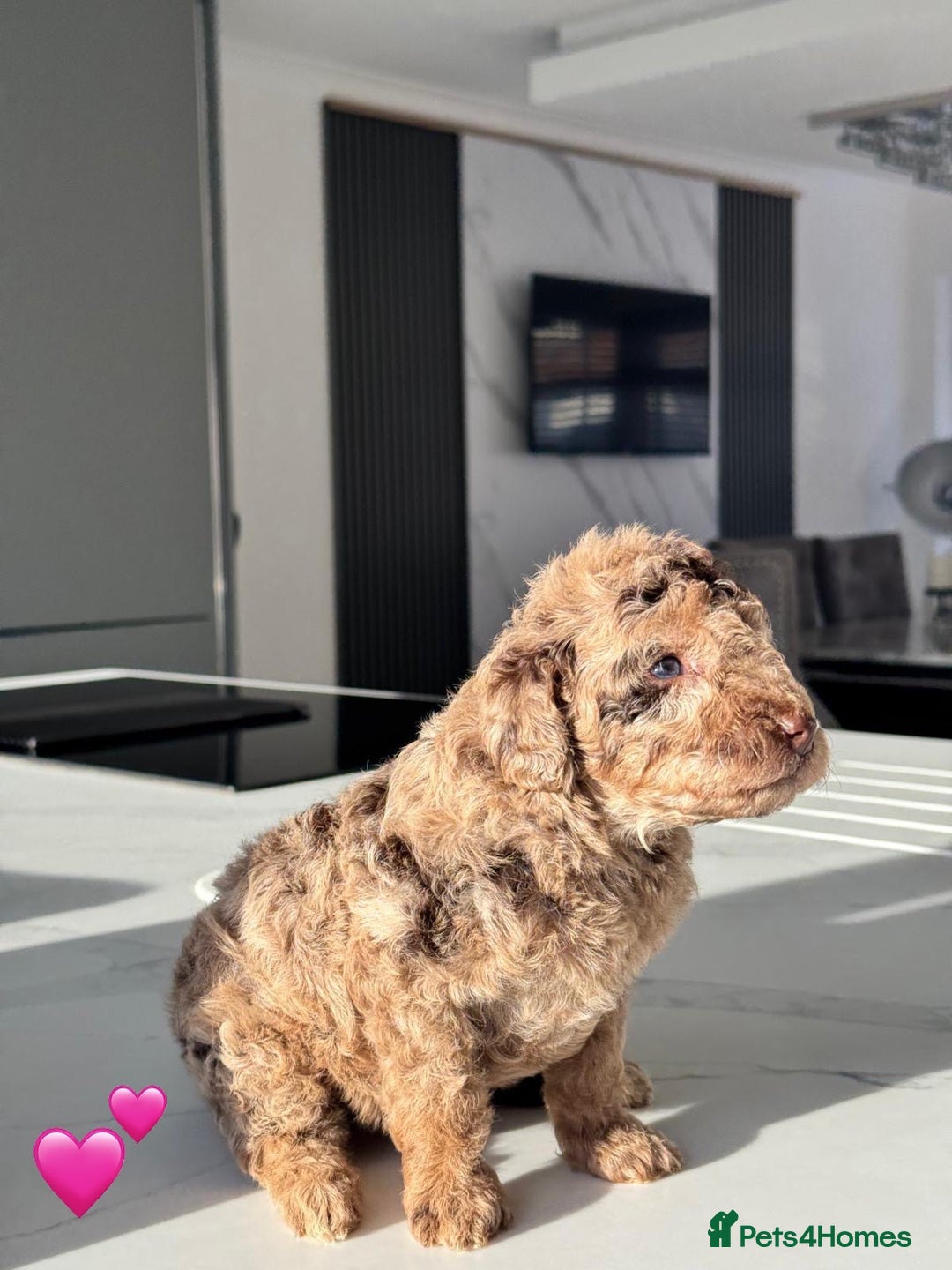 Cockapoo dogs for sale: Gorgeous Chocolate Cockapoo litter  - Advert 13