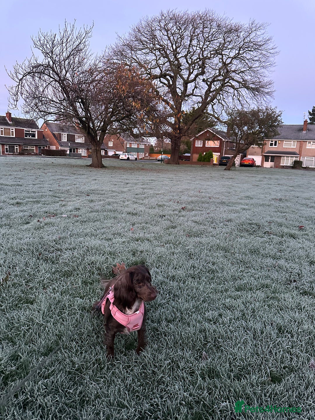 Cocker Spaniel dogs for sale: Female merle cocker spaniel  - Advert 2