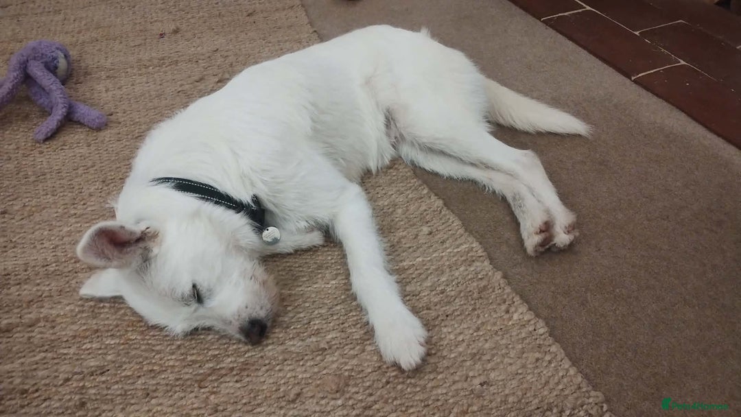 Mixed Breed dogs for adoption: HANDSOME HENRY  - Advert 9