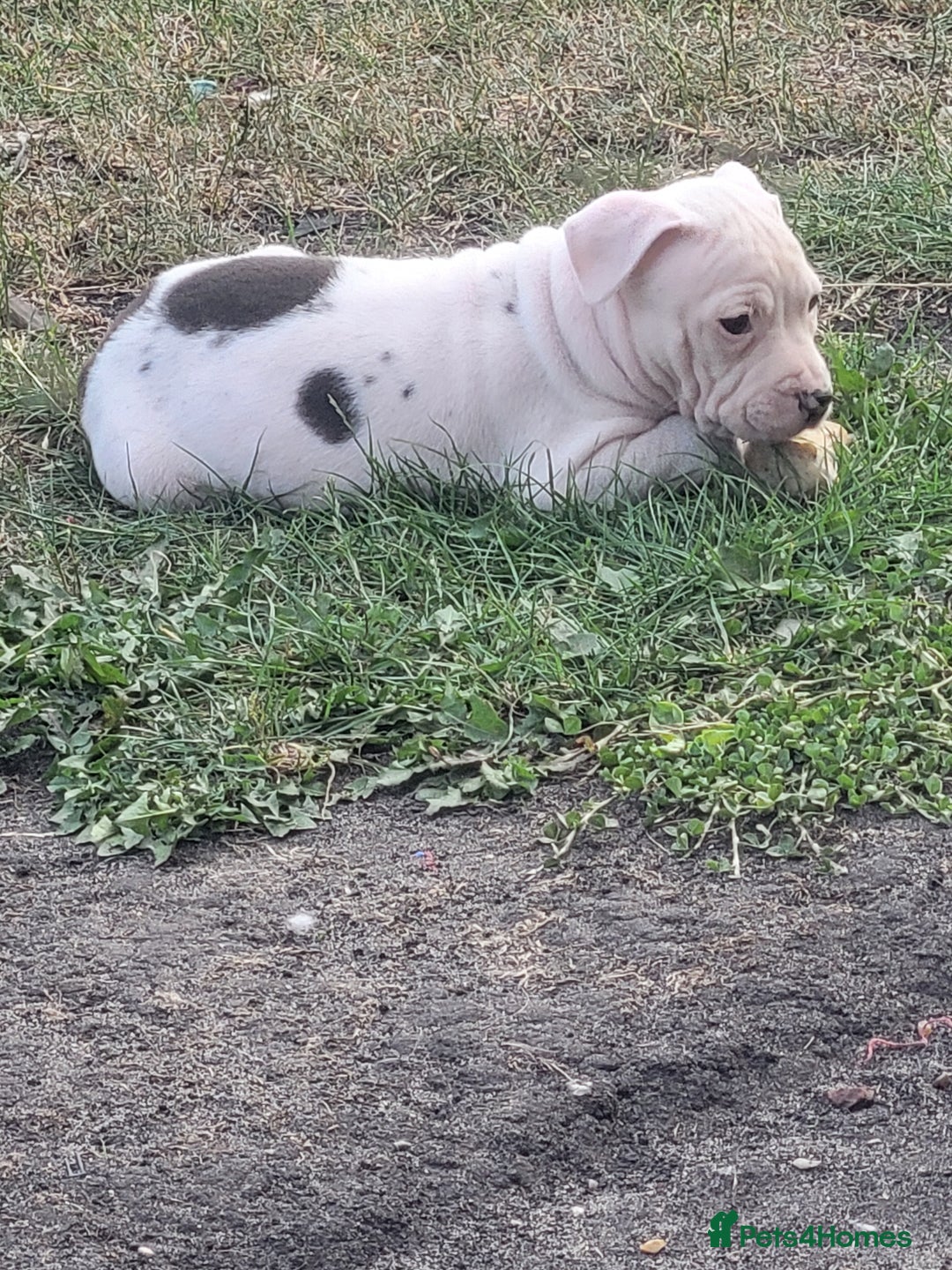 Staffordshire Bull Terrier dogs for sale: Staff - Image 4
