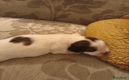 Mixed Breed dogs for sale: Gorgeous Cocker Bassett x Shichon boy pup - Image 1