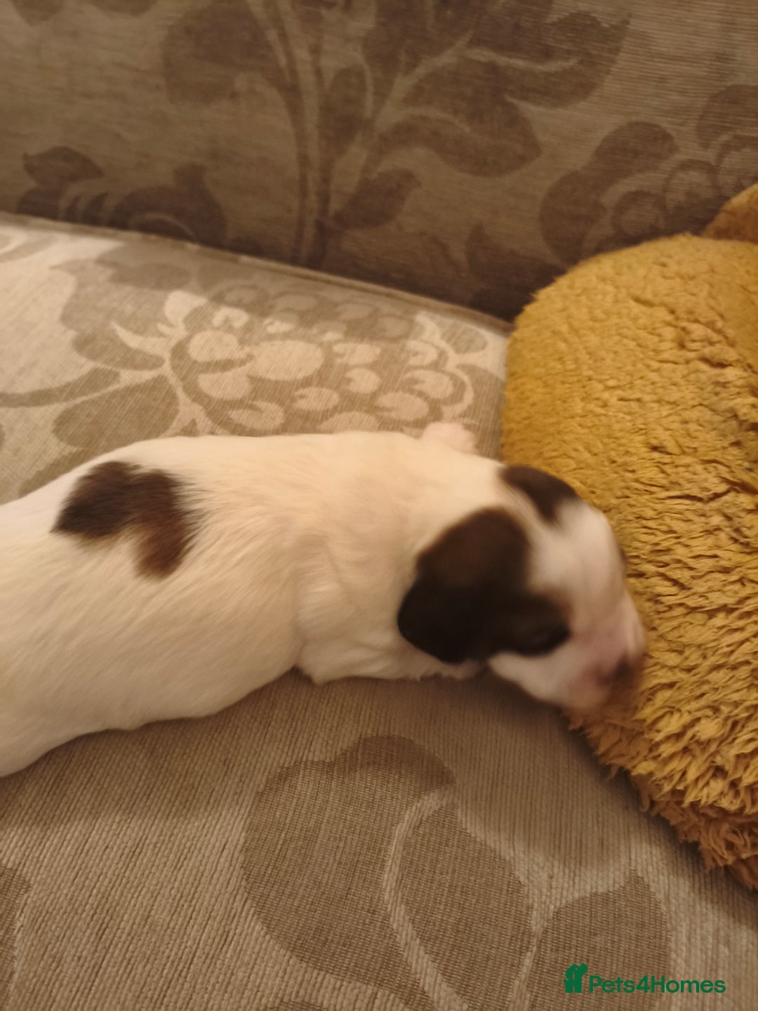 Mixed Breed dogs for sale: Gorgeous Cocker Bassett x Shichon boy pup - Image 1