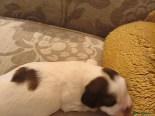 Mixed Breed dogs - Advert 3