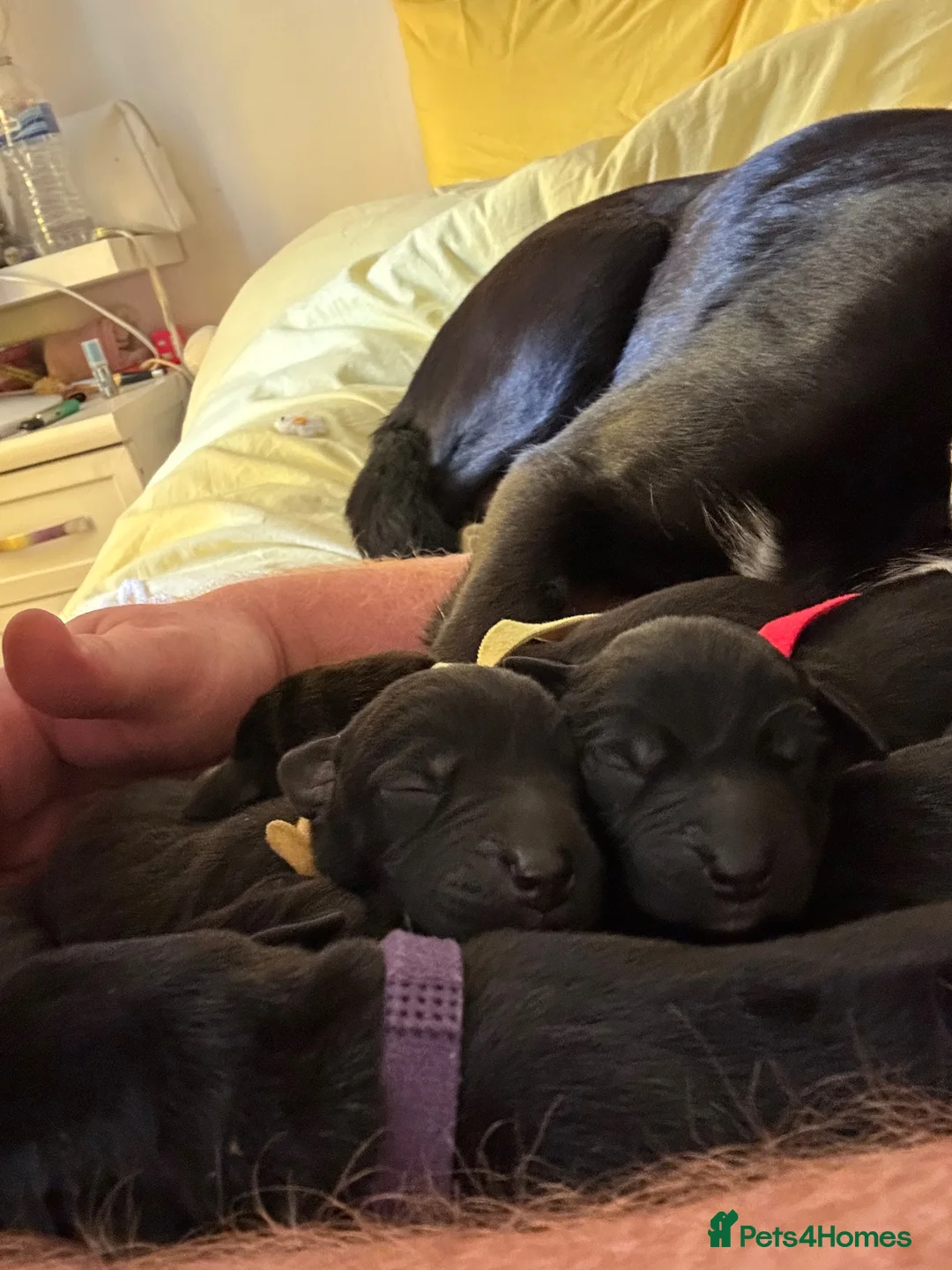 Mixed Breed dogs for sale: Border collie/ Rhodesian ridgeback - Advert 7