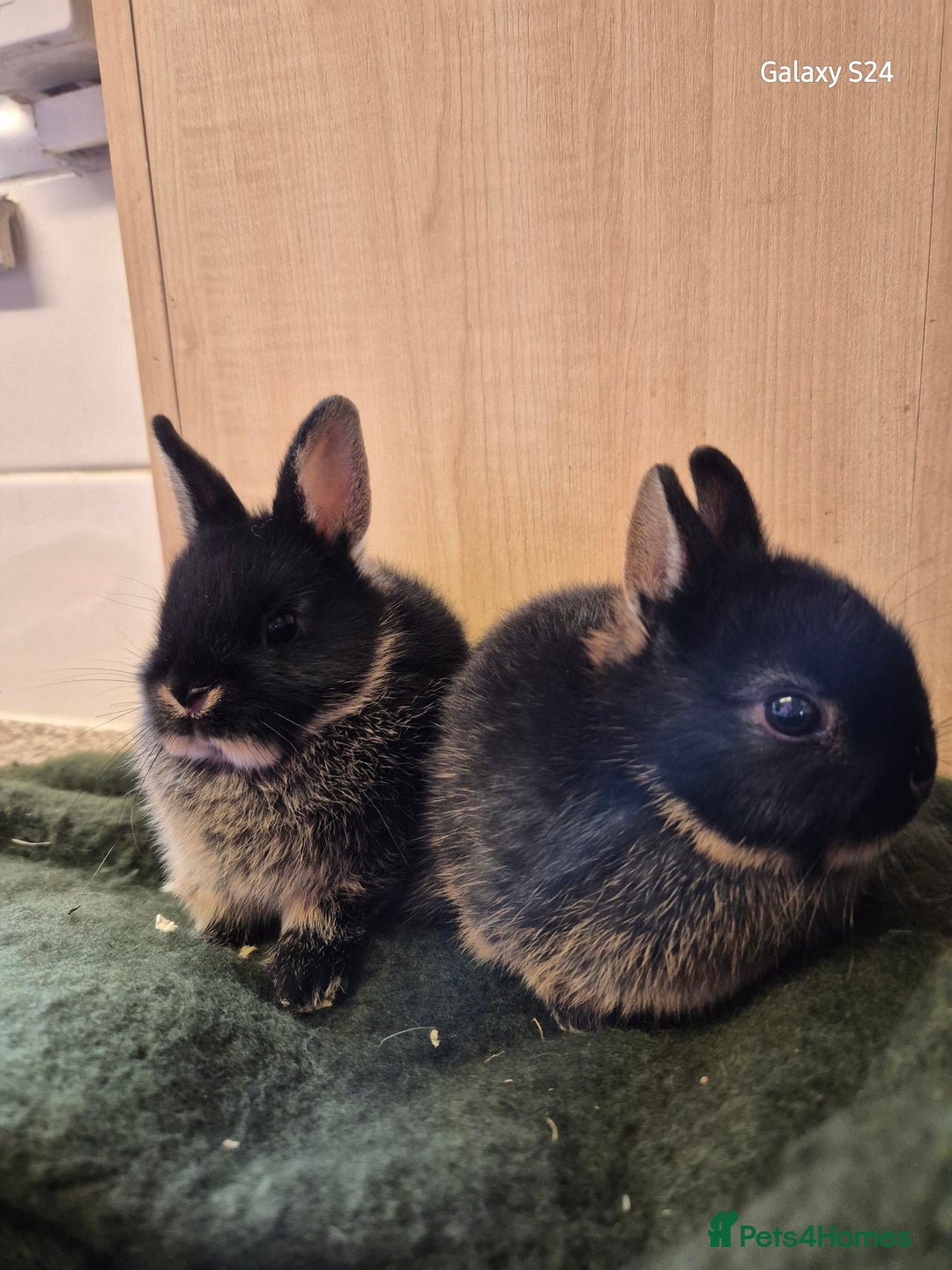 Netherland Dwarf rabbits for sale: Netherland dwarf / female's?  - Advert 2