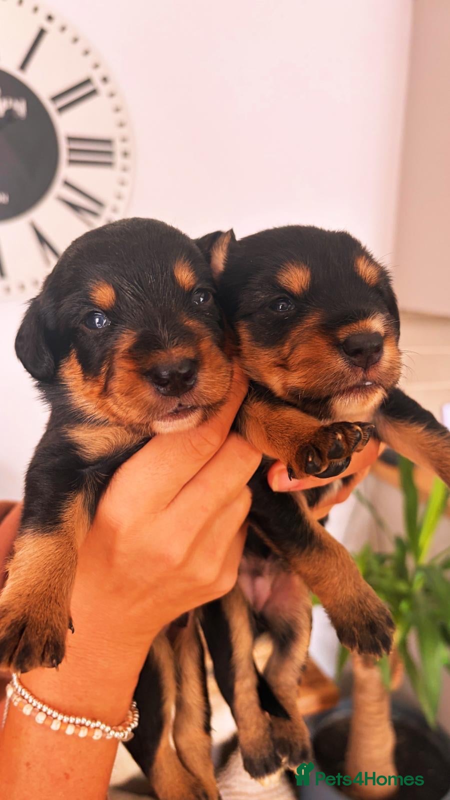 Mixed Breed dogs for sale: 🐾 Beautiful Colipoo Puppies – 4 Girls and 3 boys - Advert 1