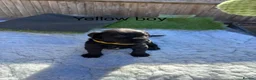 Labrador Retriever dogs for sale: Labrador puppies - Advert 3