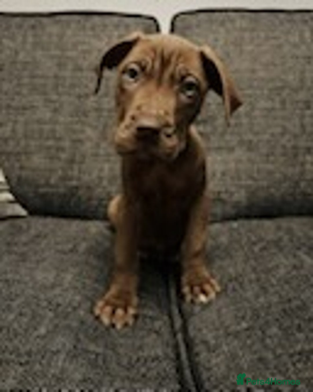 Mixed Breed dogs for sale: Mastiff x Great Dane  - Advert 11