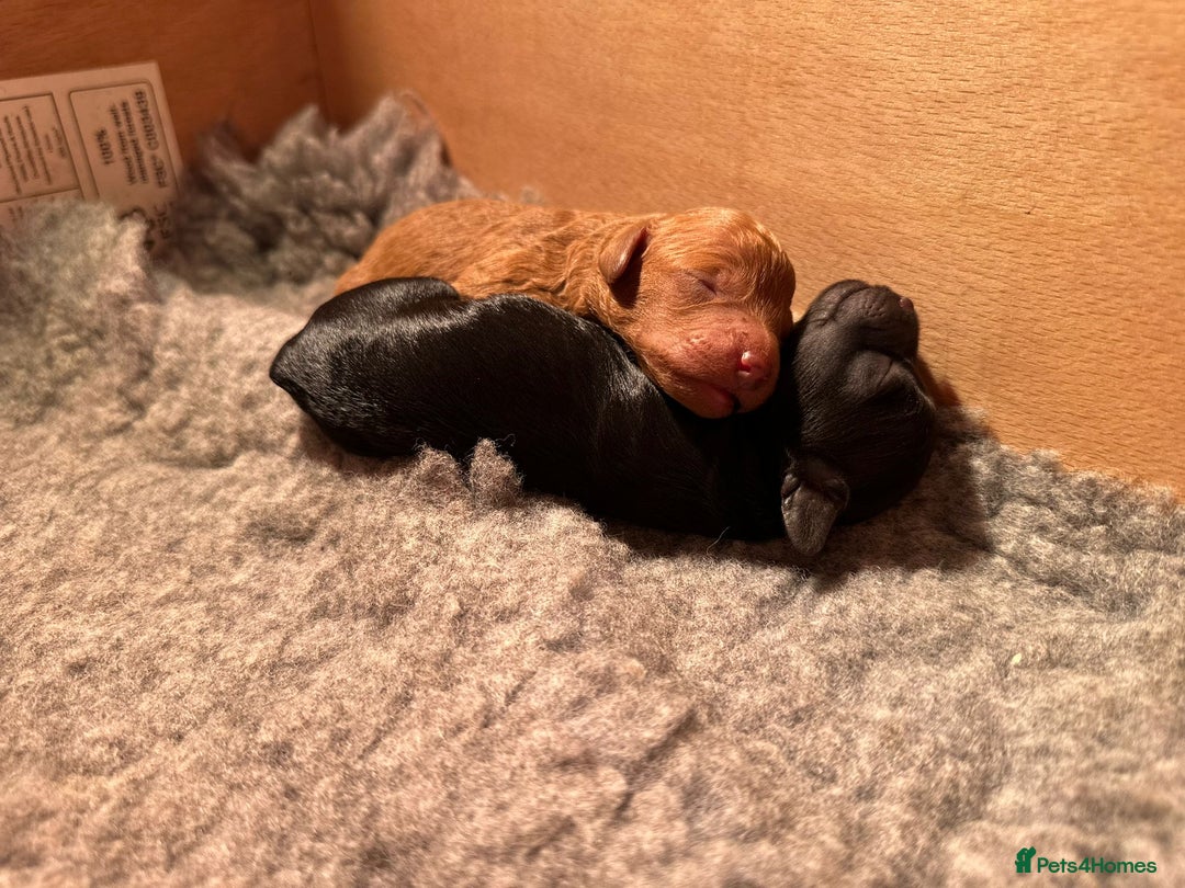 Cockapoo dogs for sale: Stunning f1b cockapoo's for sale  - Image 9