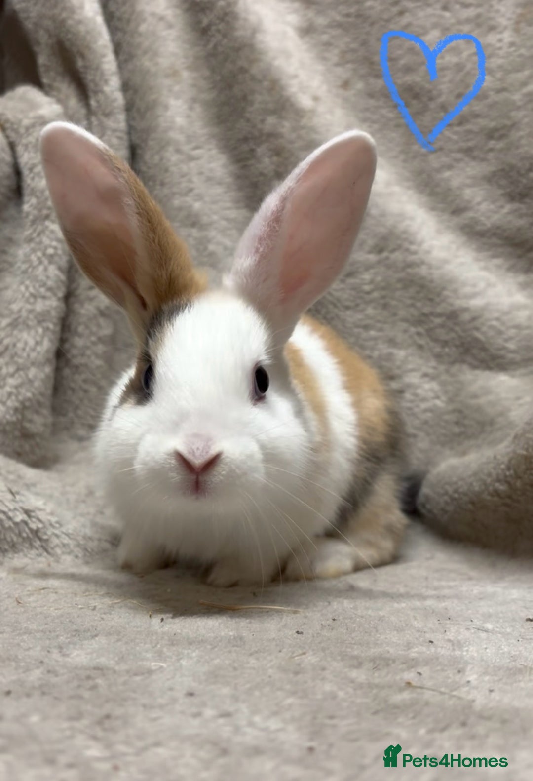 Mixed Breed rabbits for sale: 4 Beautiful baby mix breed bunnies  - Advert 17