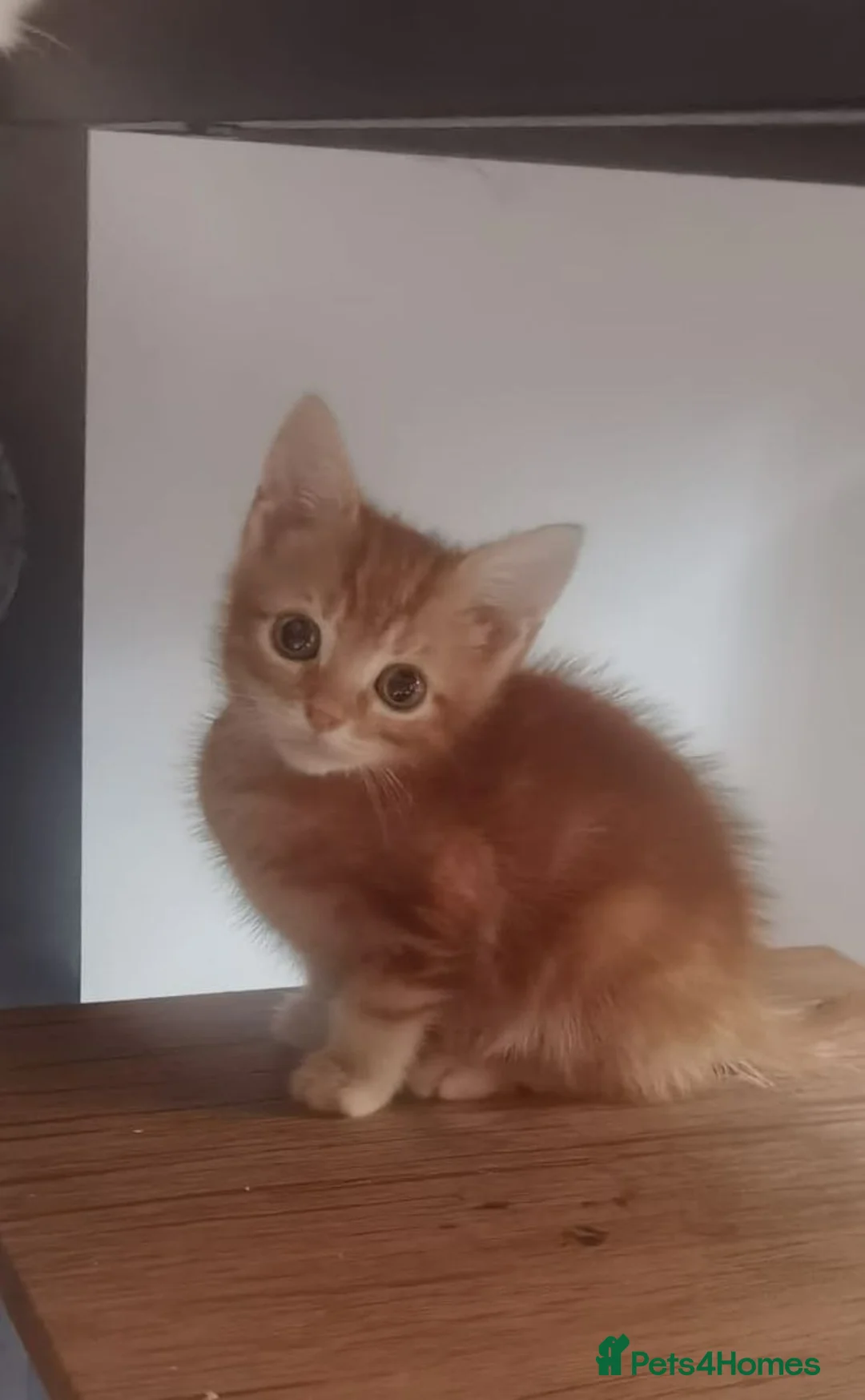 Mixed Breed cats for sale: Gorgeous Ginger and Tabby kittens - Advert 19