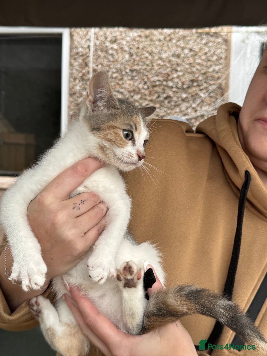 Mixed Breed cats for sale: Kittens 2 males 1 female for sale  - Image 7