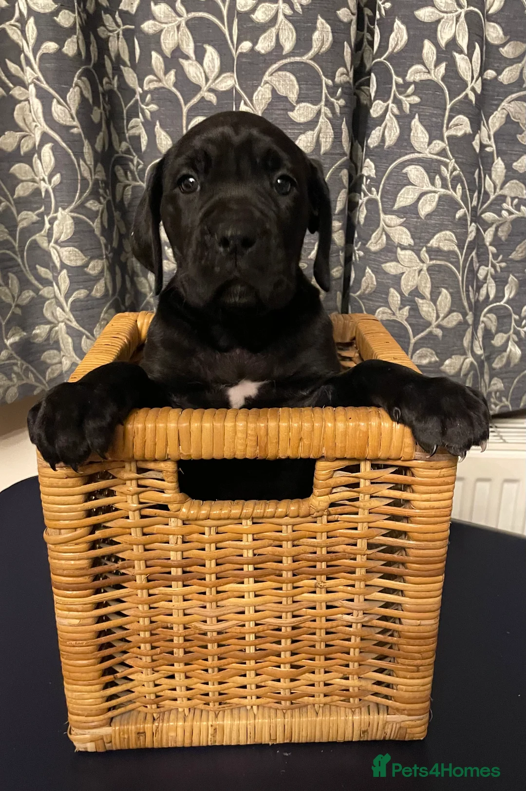 Mixed Breed dogs for sale: STUNNING MASTIFF/GREAT DANE PUPPIES - Advert 32