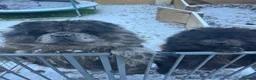 Chow Chow dogs for sale: Chow Chow pair - must stay together - Advert 2
