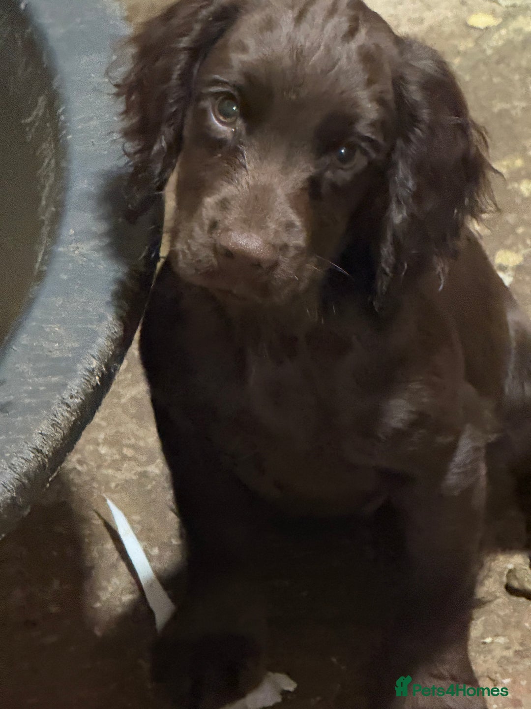 Cocker Spaniel dogs for sale: K.C. Well bred chocolate working cocker spaniels - Advert 29