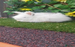 Angora rabbits for sale: Beautiful Angora Boy  - Image 2