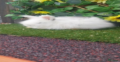Angora rabbits - Advert 7