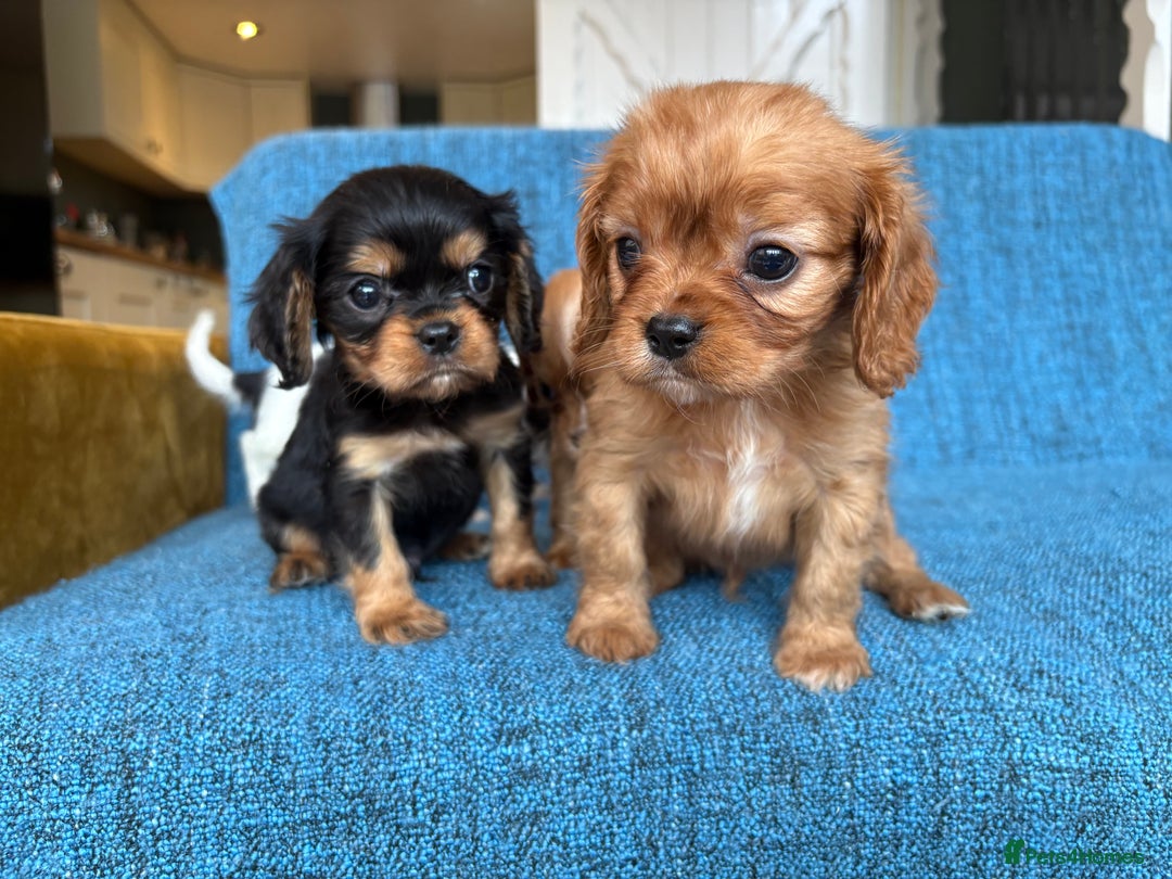 Cavalier King Charles Spaniel dogs for sale: 3 male 1 female cavalier King Charles pups - Image 9