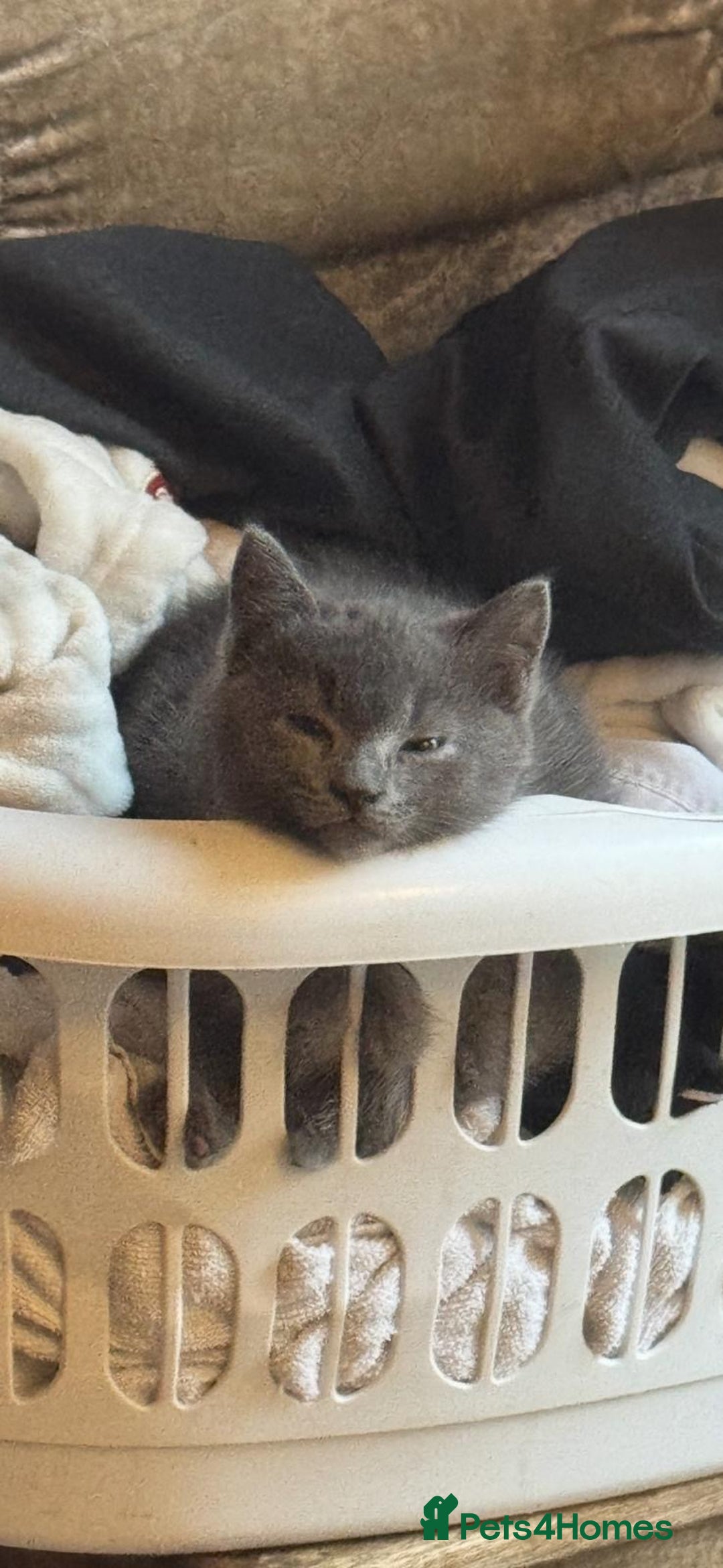 British Shorthair cats for sale: Blue kitten  - Advert 4