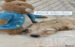 Cockapoo dogs for sale: Beautiful Cockapoo puppies🐶 - Image 10