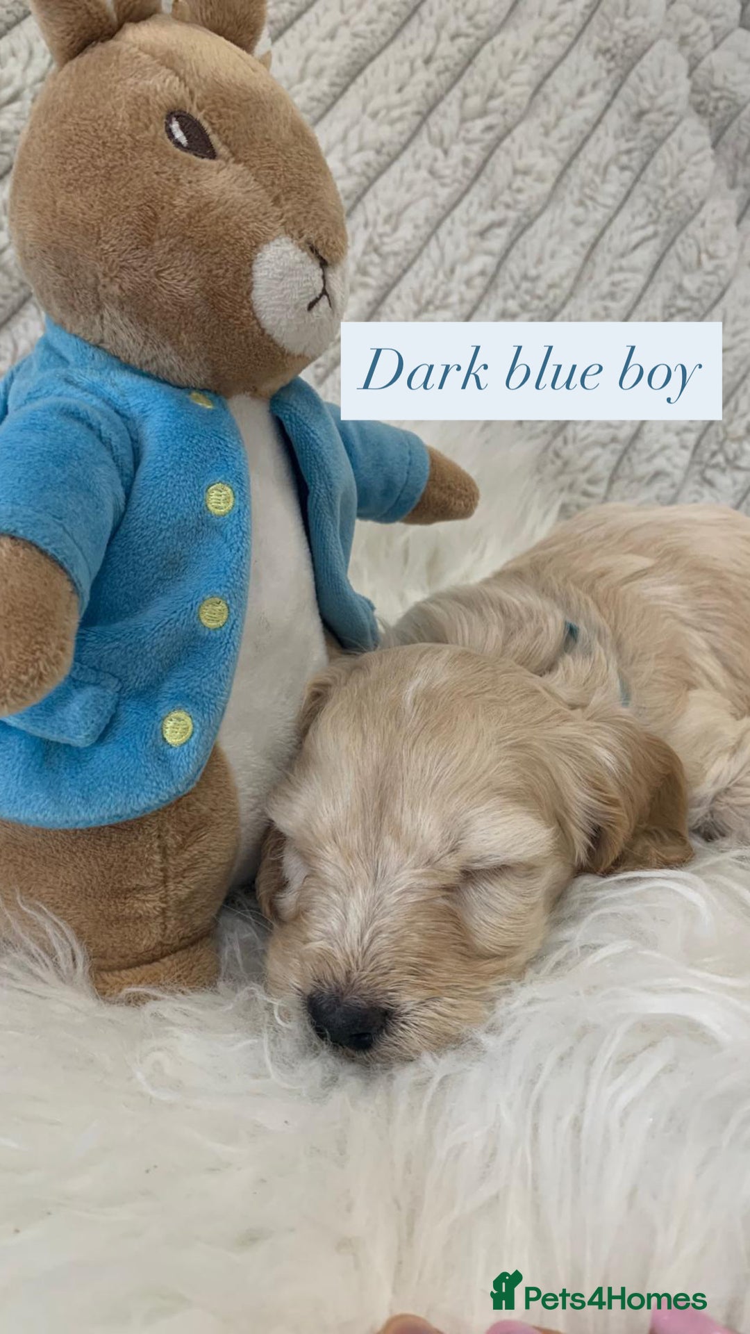 Cockapoo dogs for sale: Beautiful Cockapoo puppies🐶 - Image 10