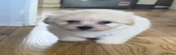 Shihpoo dogs for sale: Gorgeous shihpoo puppies for sale - Advert 8