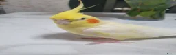 Cockatiels birds for sale: TAMED PAIR COCKATIELS (includes everything) in Stalybridge - Advert 9