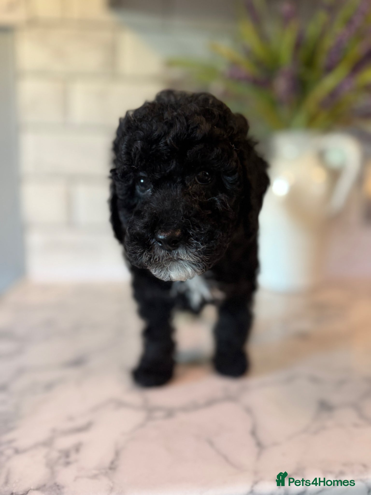 Cavapoo dogs 🤍 READY NOW MALE F1 CAVAPOO 🤍 - Advert 2