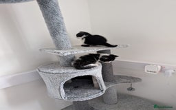 Domestic Shorthair cats for sale: Two male kittens for sale  - Advert 3