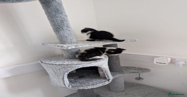 Domestic Shorthair cats Two male kittens for sale  - Advert 2