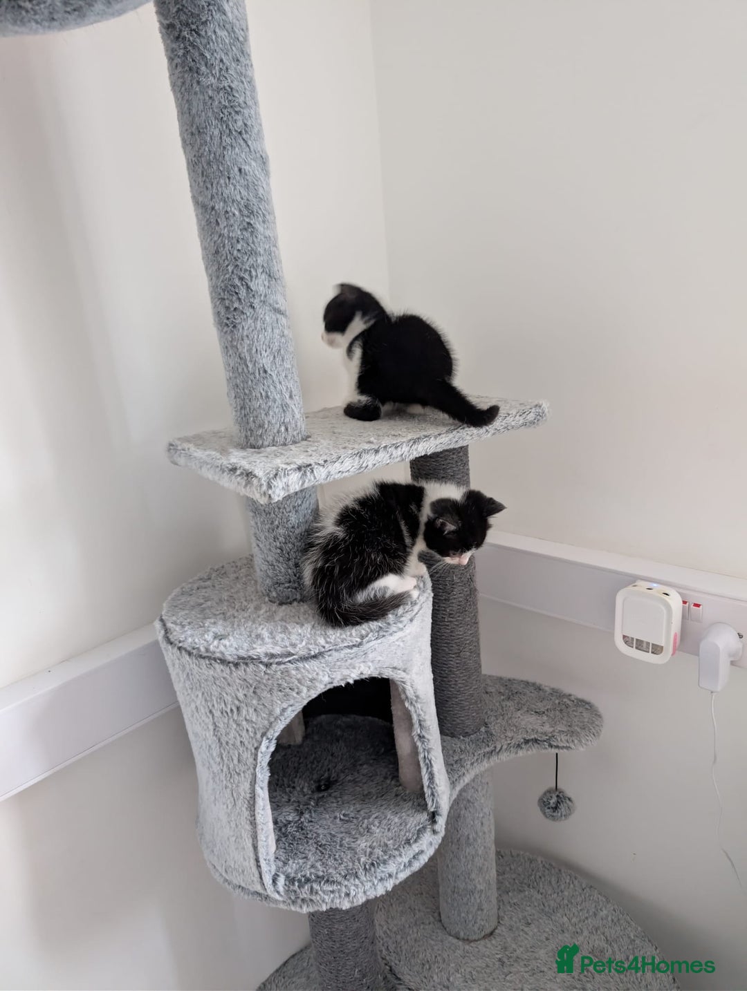 Domestic Shorthair cats for sale: Two male kittens for sale  - Advert 3