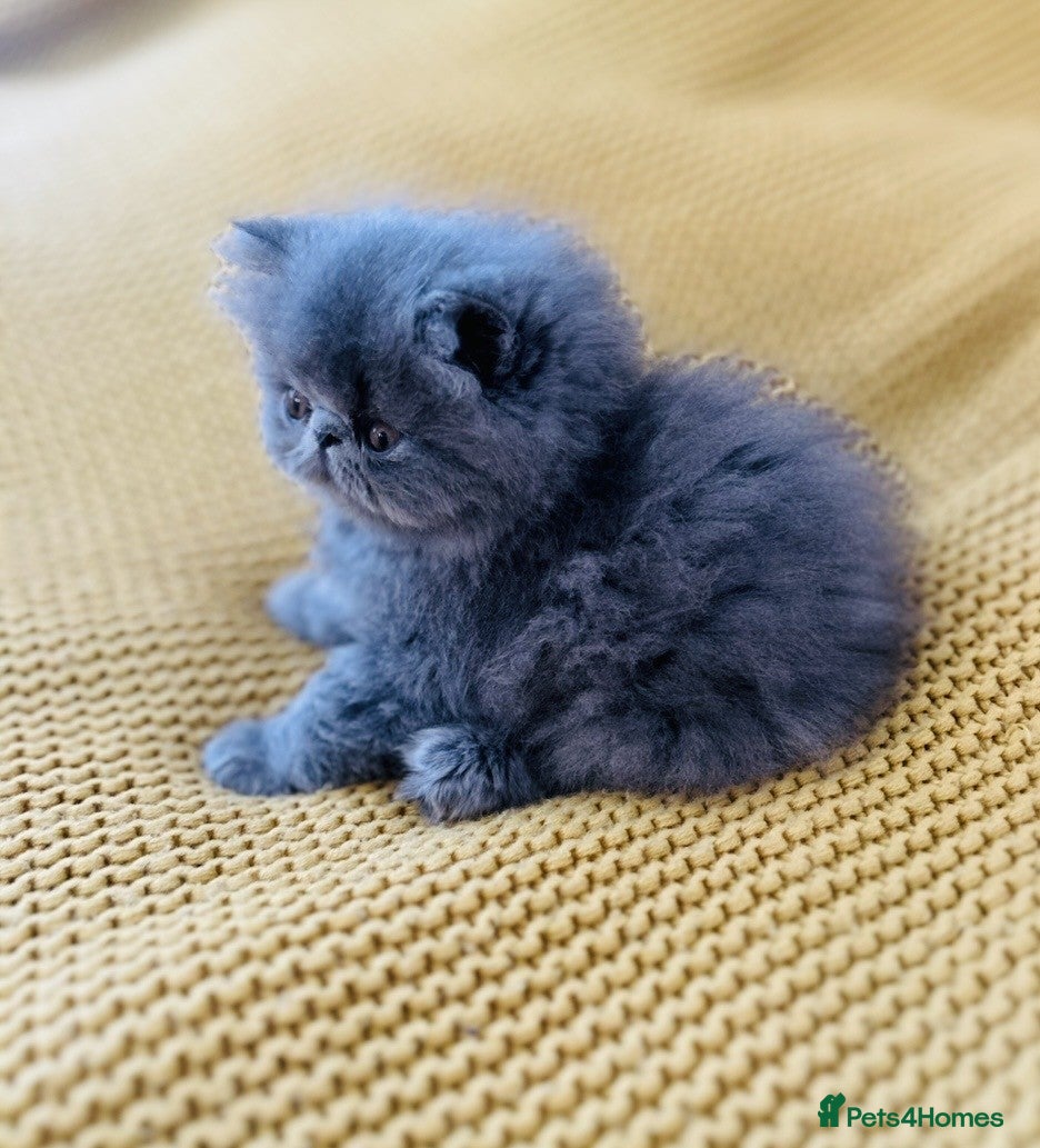 Persian cats Beautiful GCCF registered purebred persian kittens - Advert 13