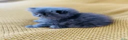 Persian cats for sale: Beautiful GCCF registered purebred persian kittens in Studley - Advert 9