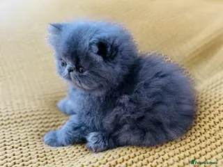 Persian cats Beautiful GCCF registered purebred persian kittens - Advert 13