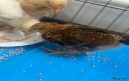 Mixed Breed poultry for sale: Chicks for £15 - Image 4