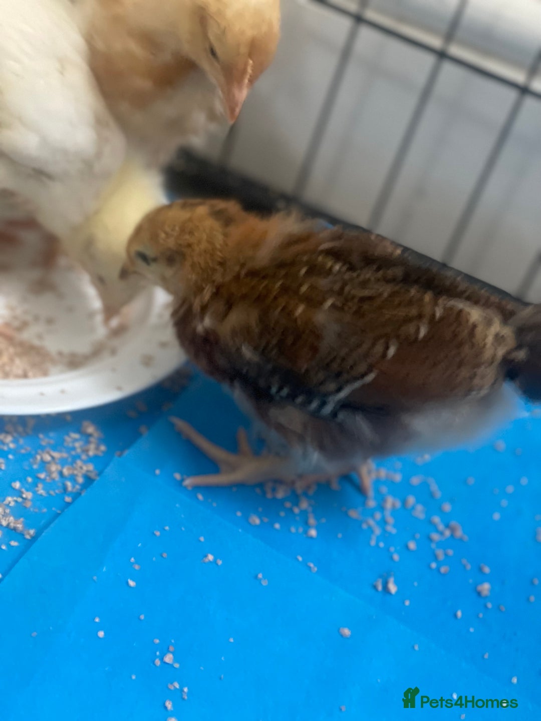 Mixed Breed poultry for sale: Chicks for £15 - Image 4