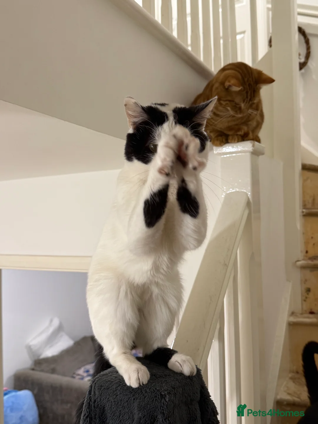 Domestic Shorthair cats for sale: Loving cat  in Leicester - Advert 2