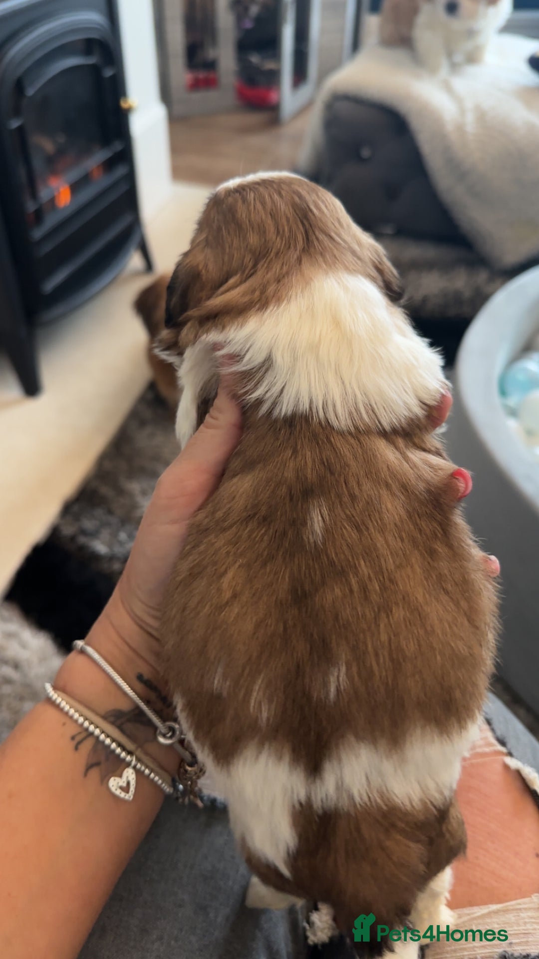 Shih Tzu dogs for sale: Stunning imperial shih tzu puppies  - Advert 18